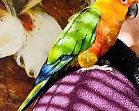 orange-sun-conure-for-sale