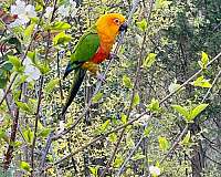 red-sun-conure-for-sale