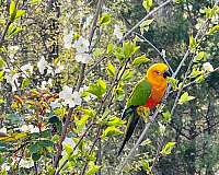 orange-bird-for-sale