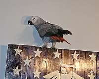 african-grey-parrot-for-sale-in-jacksonville-nc