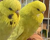 budgerigar-parakeet-for-sale-in-zuni-va