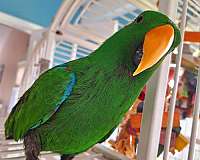 solomon-island-eclectus-parrots-for-sale-in-cleveland-oh