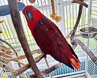 red-bird-for-sale-in-cleveland-oh