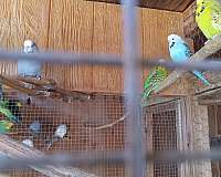 budgerigar-parakeet-for-sale-in-lake-elsinore-ca