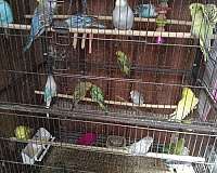 young-bird-for-sale-in-lake-elsinore-ca
