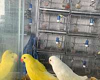 ringneck-parakeet-for-sale-in-kissimmee-fl