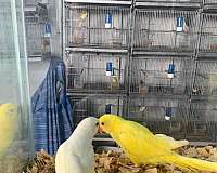 albino-yellow-parakeet-ringneck-parakeet-for-sale