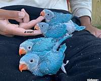 ringneck-parakeet-for-sale