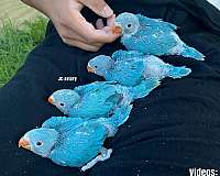 ringneck-parakeet-for-sale-in-austin-tx