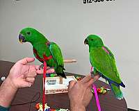 ringneck-parakeet-for-sale