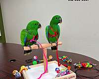 blue-ringneck-parakeet-for-sale