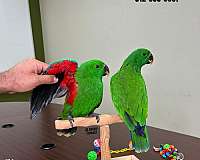 ringneck-parakeet-for-sale-in-austin-tx