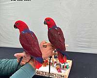 ringneck-parakeet-for-sale
