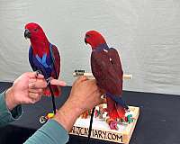 blue-ringneck-parakeet-for-sale