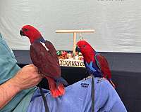 ringneck-parakeet-for-sale-in-austin-tx