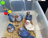 purple-ringneck-parakeet-for-sale