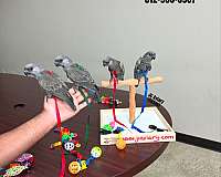 ringneck-parakeet-for-sale