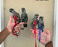 ringneck-parakeet-for-sale-in-austin-tx