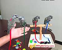 ringneck-parakeet-for-sale