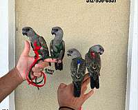 ringneck-parakeet-for-sale