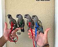 purple-ringneck-parakeet-for-sale