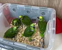 ringneck-parakeet-for-sale