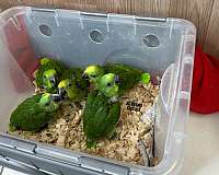 purple-ringneck-parakeet-for-sale