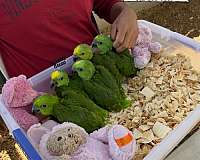 ringneck-parakeet-for-sale-in-austin-tx