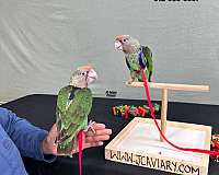 ringneck-parakeet-for-sale