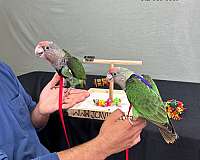 purple-ringneck-parakeet-for-sale