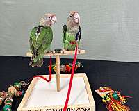 ringneck-parakeet-for-sale-in-austin-tx