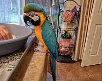 large-bird-for-sale-in-vacaville-ca