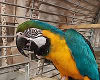 companion-bird-for-sale-in-vacaville-ca