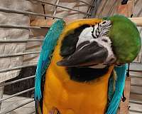 blue-gold-macaw-for-sale