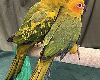 green-bird-for-sale-in-dundee-fl