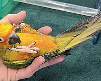 orange-bird-for-sale-in-dundee-fl