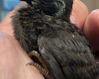 small-mixed-bird-for-sale