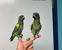 blue-gold-macaw-for-sale