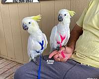 homing-sulpher-crested-cockatoo-for-sale