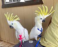rare-sulpher-crested-cockatoo-for-sale