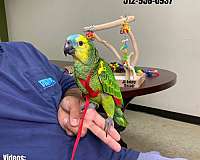 homing-sulpher-crested-cockatoo-for-sale