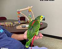 rare-sulpher-crested-cockatoo-for-sale