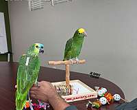 homing-sulpher-crested-cockatoo-for-sale