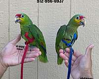 sulpher-crested-cockatoo-for-sale-in-austin-tx