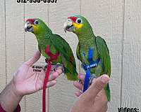 homing-sulpher-crested-cockatoo-for-sale