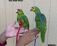 rare-sulpher-crested-cockatoo-for-sale