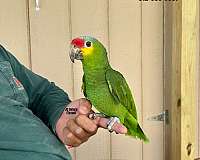 sulpher-crested-cockatoo-for-sale-in-austin-tx