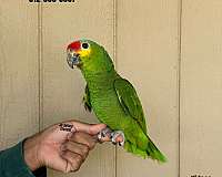 homing-sulpher-crested-cockatoo-for-sale