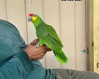 rare-sulpher-crested-cockatoo-for-sale