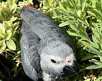 african-grey-parrot-for-sale-in-longwood-fl